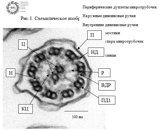 Приложение А3. Справочные материалы — Другие уточненные врожденные аномалии органов дыхания (первичная цилиарная дискинезия)