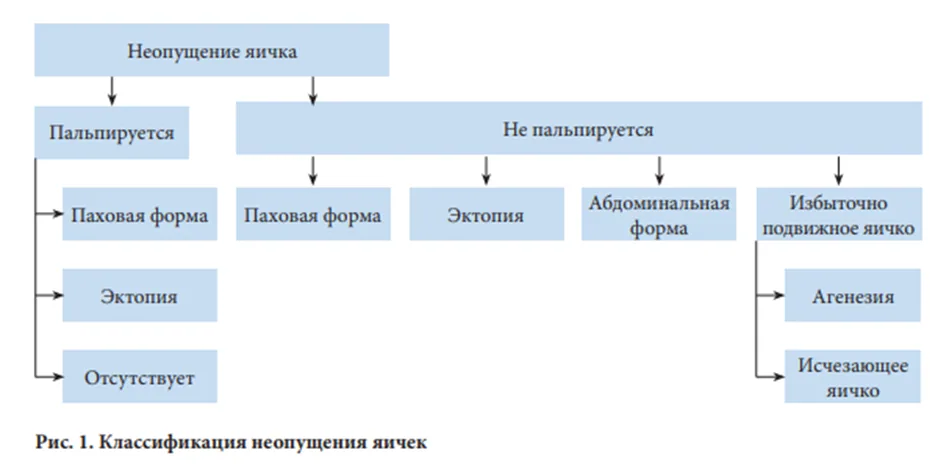 1.5 Классификация заболевания или состояния — Крипторхизм у детей