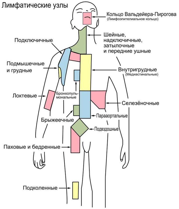 7. Дополнительная информация — Лимфома Ходжкина