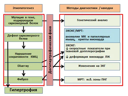 Приложение А3. Справочные материалы — Гипертрофическая кардиомиопатия