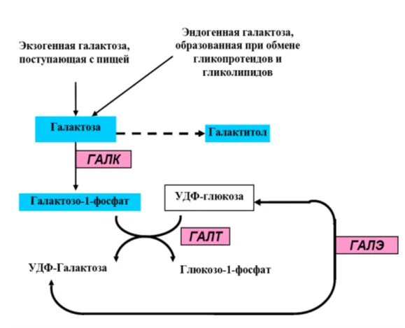 1.2 Этиология и патогенез заболевания или состояния (группы заболеваний или состояний) — Нарушения обмена галактозы (Галактоземия)