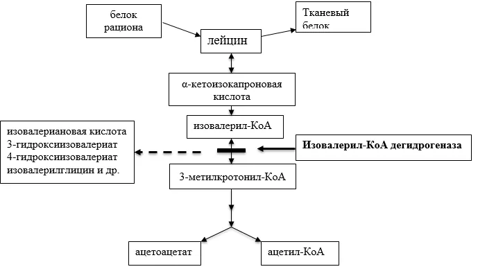 Приложение А3. Справочные материалы — Изовалериановая ацидемия/ацидурия