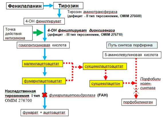 Приложение А3. Справочные материалы — Наследственная тирозинемия 1 типа