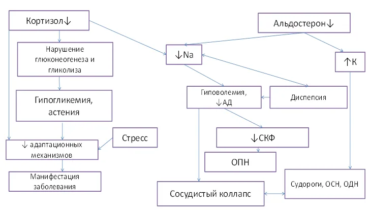 1.2 Этиология и патогенез заболевания или состояния (группы заболеваний или состояний) — Первичная надпочечниковая недостаточность