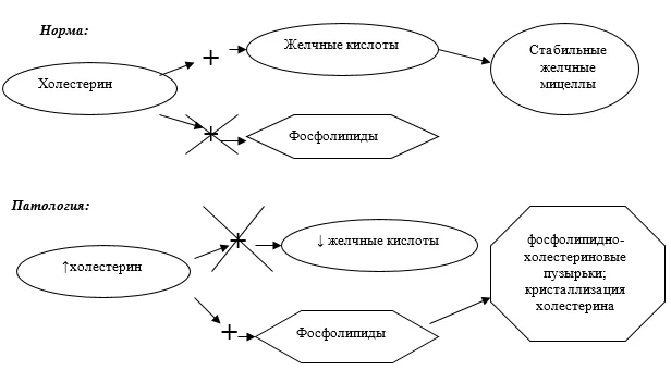 1.2 Этиология и патогенез заболевания или состояния (группы заболеваний или состояний) — Желчнокаменная болезнь