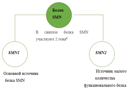 Приложение В. Информация для пациента — Проксимальная спинальная мышечная атрофия 5q