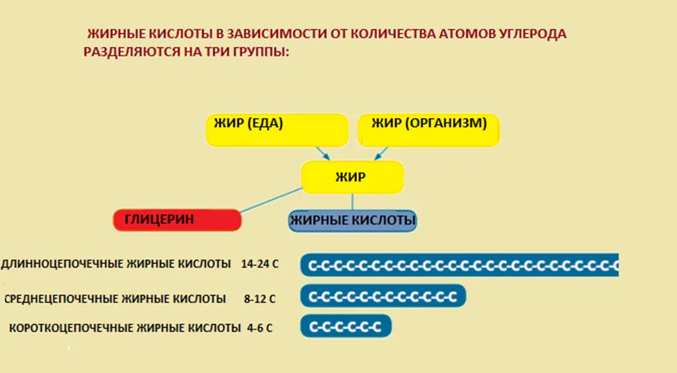 Приложение В. Информация для пациента — Нарушения митохондриального β-окисления жирных кислот