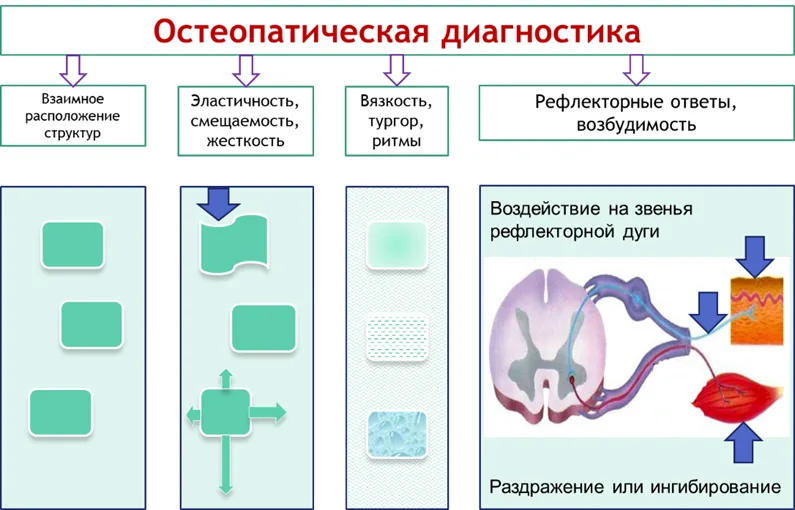 1.5 Классификация заболевания или состояния — Соматическая дисфункция