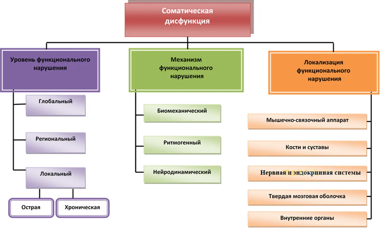 1.5 Классификация заболевания или состояния — Соматическая дисфункция