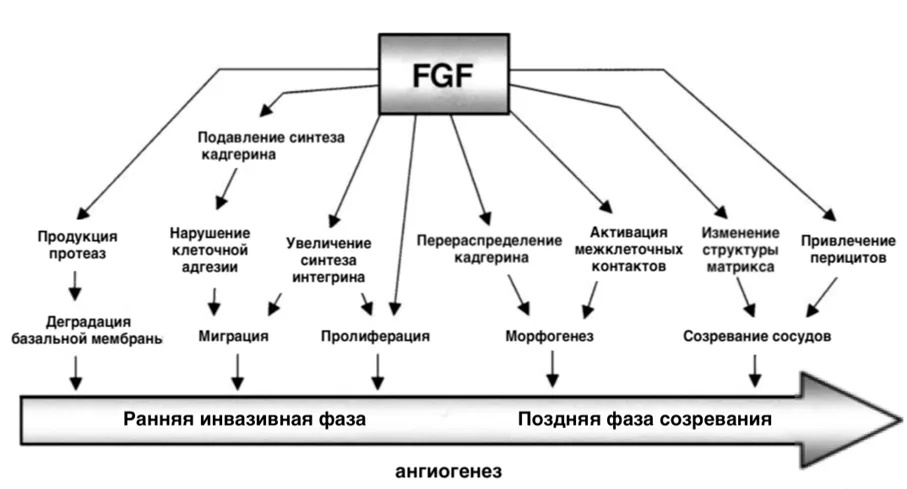 1.2 Этиология и патогенез заболевания или состояния (группы заболеваний или состояний) — Гемангиома инфантильная