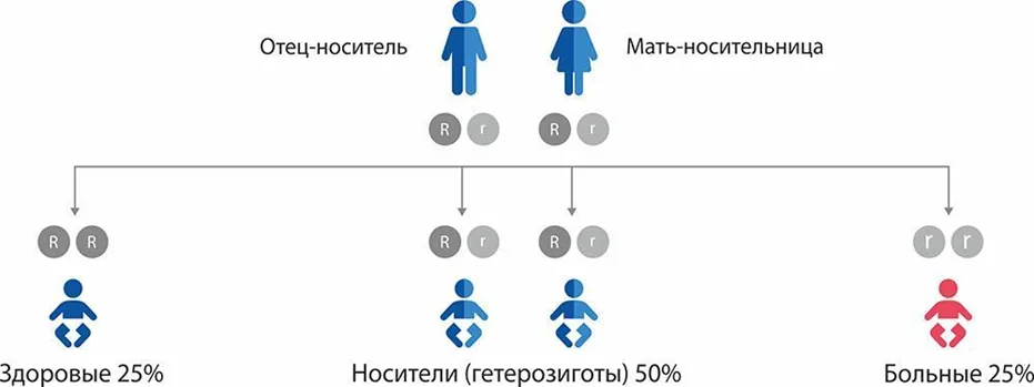 Приложение В. Информация для пациента — Недостаточность 3-метилкротонил-КоА карбоксилазы (3-метилкротонилглицинурия, метилкротонил КоА карбоксилазная недостаточность)