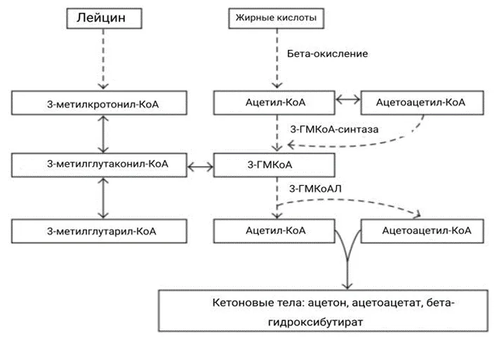 1.2 Этиология и патогенез заболевания или состояния (группы заболеваний или состояний) — Дефицит 3-гидрокси-3-метилглутарил-КоА лиазы