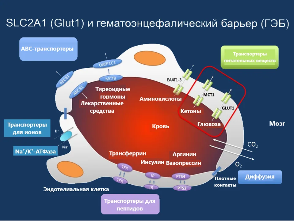 1.2 Этиология и патогенез заболевания или состояния (группы заболеваний или состояний) — Синдром дефицита Glut1