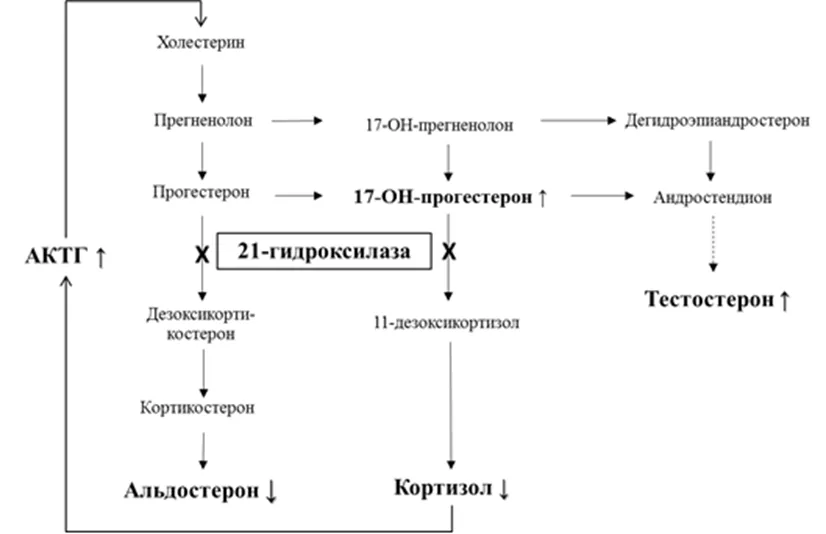 1.2 Этиология и патогенез заболевания или состояния (группы заболеваний или состояний) — Врожденная дисфункция коры надпочечников (адреногенитальный синдром)
