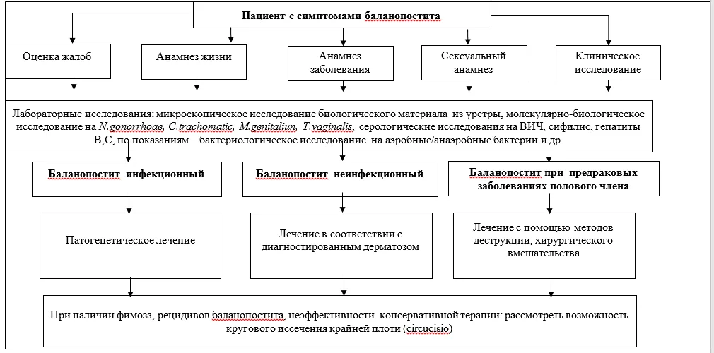 Приложение Б. Алгоритмы действий врача — Баланопостит