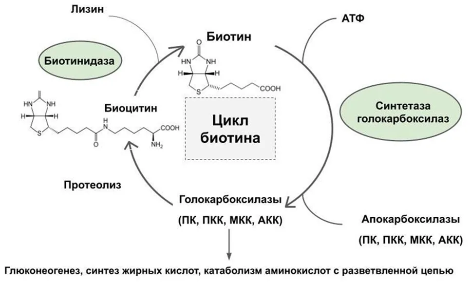1.2 Этиология и патогенез заболевания или состояния (группы заболеваний или состояний) — Множественная недостаточность карбоксилаз (недостаточность биотинидазы и синтетазы голокарбоксилаз)